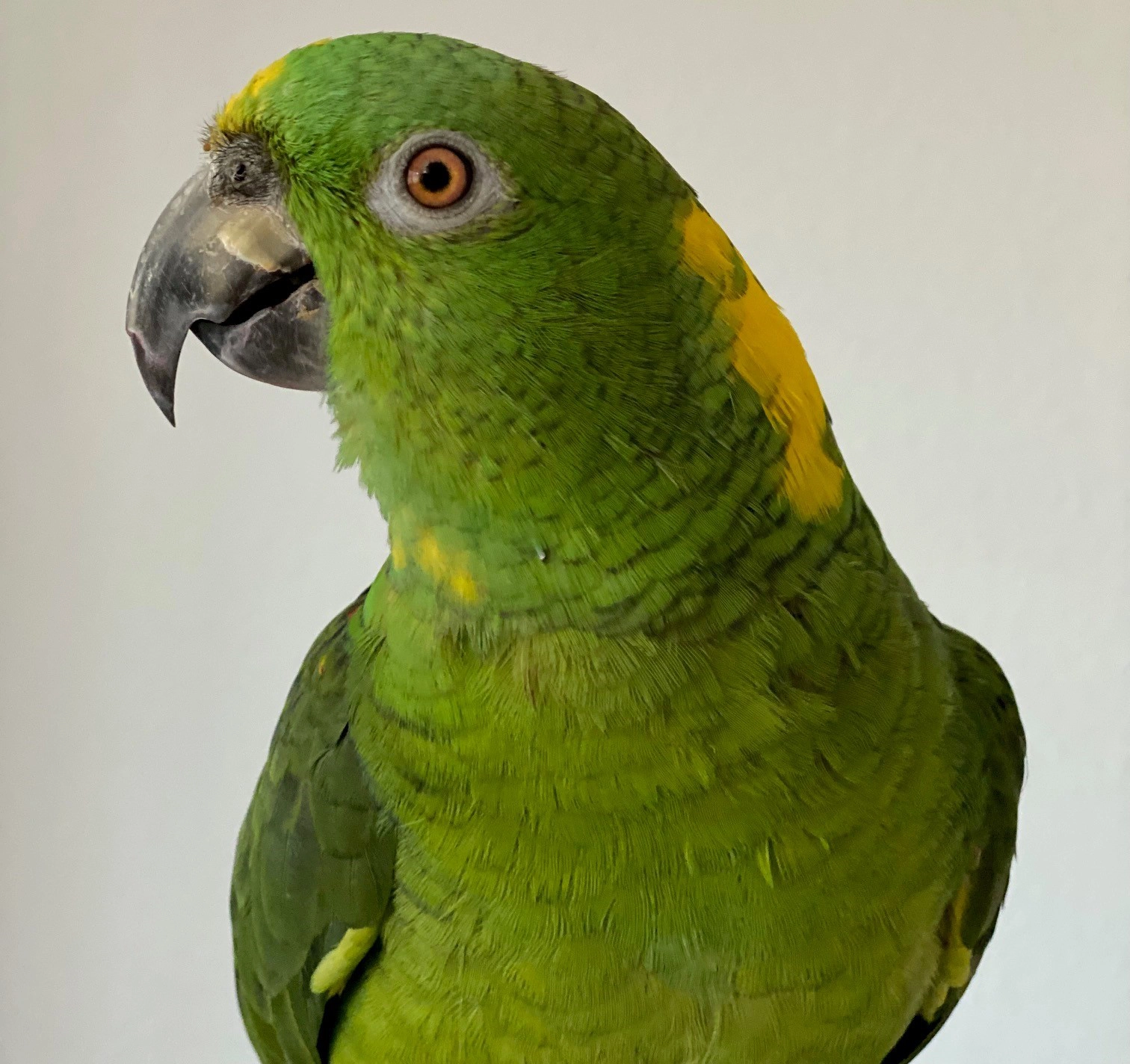 a green parrot